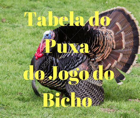 águia no jogo do bicho puxa o quê - aguia real login